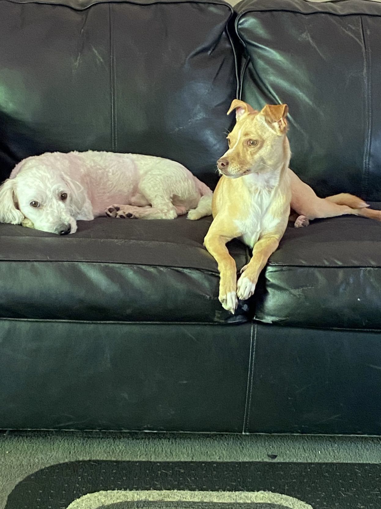 Coco & Star
